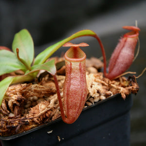 Nepenthes rajah x mira, BE-3518