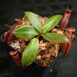 Nepenthes rajah x mira, BE-3518