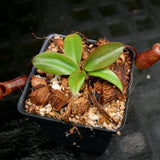 Nepenthes rajah x mira, BE-3518