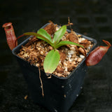 Nepenthes rajah x mira, BE-3518