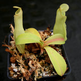 Nepenthes reinwardtiana