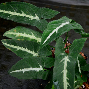 Syngonium wendlandii