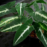 Syngonium wendlandii