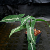 Syngonium wendlandii