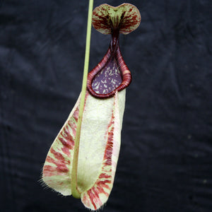 Nepenthes rafflesiana var nivea