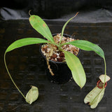 Nepenthes rafflesiana var nivea