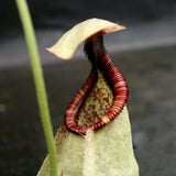 Nepenthes rafflesiana var nivea