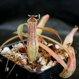 Nepenthes gracilis, BE-4060