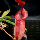 Nepenthes veitchii "Psychedelic" x (spathulata x jacquelineae), CAR-0195