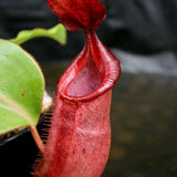 Nepenthes veitchii "Psychedelic" x (spathulata x jacquelineae), CAR-0195