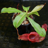 Nepenthes veitchii "Psychedelic" x (spathulata x jacquelineae), CAR-0195