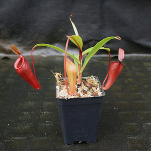 Nepenthes jamban x dubia