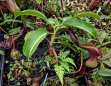 Nepenthes lowii Trusmadi, CAR-0018