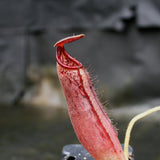 Nepenthes glandulifera x lowii