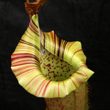 Nepenthes veitchii "Big Mama" x platychila "white", CAR-0031