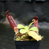 Nepenthes glandulifera x lowii