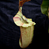 Nepenthes veitchii "Big Mama" x platychila "white", CAR-0031