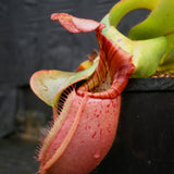 Nepenthes veitchii (Akazukin x Bareo striped)