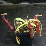 Nepenthes singalana Belirang, BE-3170, pitcher plant, carnivorous plant, collectors plant, large pitchers, rare plants