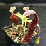 Nepenthes singalana Belirang, BE-3170