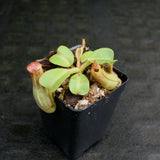 Nepenthes truncata Pasian Red