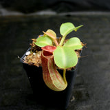 Nepenthes truncata Pasian Red