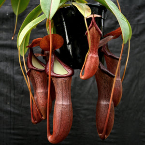 Nepenthes ventricosa x (izumiae x ramispina), CAR-0139