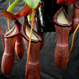 Nepenthes ventricosa x (izumiae x ramispina), CAR-0139