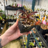 Nepenthes peltata x aristolochioides, BE-4633