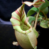 Nepenthes veitchii Bareo, BE-3734