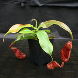 Nepenthes 'Gaya'