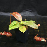 Nepenthes 'Gaya'