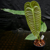 Anthurium veitchii, King Anthurium