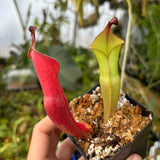 Heliamphora nutans (Giant Form) x nutans (Giant Form)