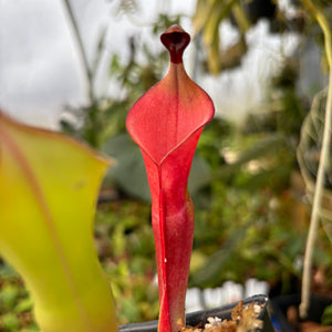 Heliamphora nutans (Giant Form) x nutans (Giant Form)