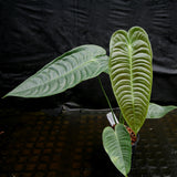 Anthurium veitchii, King Anthurium