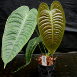 Anthurium veitchii, King Anthurium