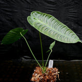 Anthurium veitchii, King Anthurium