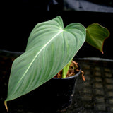 Philodendron Glorious (gloriosum x melanochrysum)