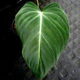 Philodendron Glorious (gloriosum x melanochrysum)