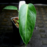 Philodendron esmeraldense