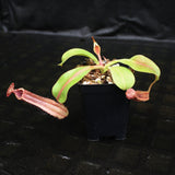 Nepenthes veitchii JB x boschiana JB, CAR-0148