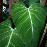 Philodendron Glorious (gloriosum x melanochrysum)