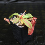 Nepenthes veitchii JB x boschiana JB, CAR-0148, pitcher plant, carnivorous plant, collectors plant, large pitchers, rare plants