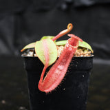 Nepenthes veitchii JB x boschiana JB, CAR-0148