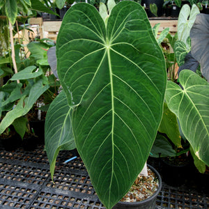 Anthurium aff. cirinoi "Hawaii", CAR-0325