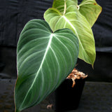 Philodendron Glorious (gloriosum x melanochrysum)