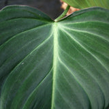 Philodendron Glorious (gloriosum x melanochrysum)