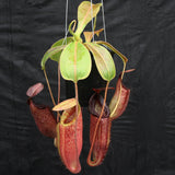 Nepenthes glandulifera x (spathulata x jacquelineae) "BE Best", CAR-0066