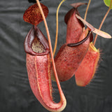 Nepenthes glandulifera x (spathulata x jacquelineae) "BE Best", CAR-0066